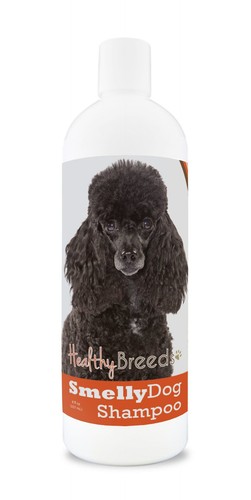 Poodle smelly dog - smelly, baking