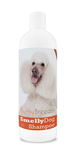 Poodle smelly dog baking - smelly,