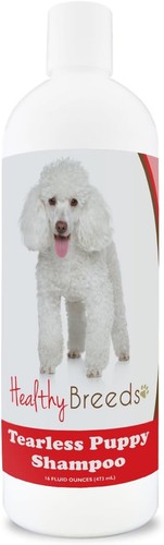 Poodle tearless puppy dog - poodle,